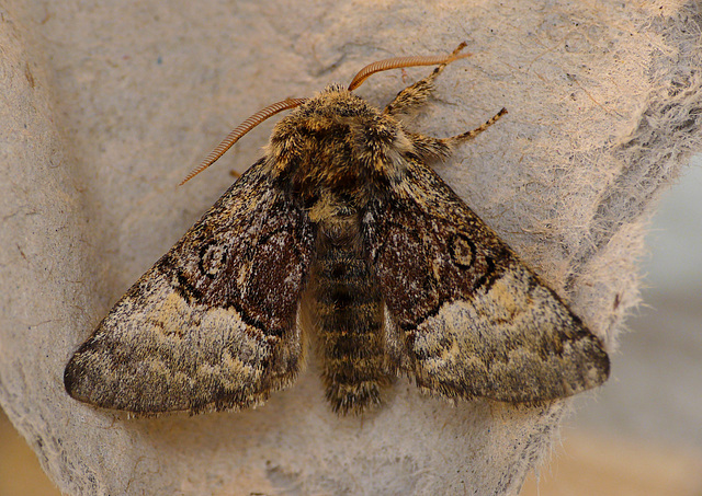 Nut-tree Tussock