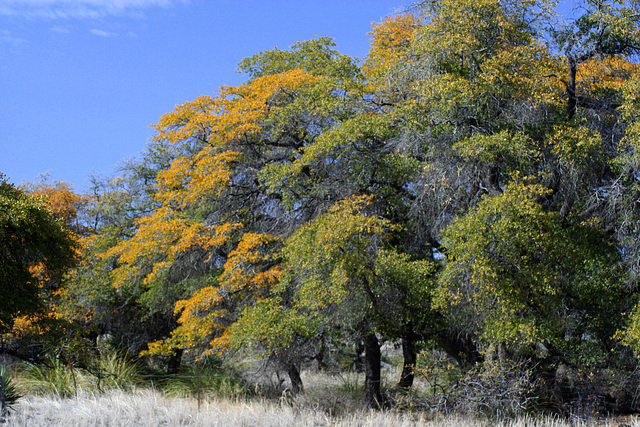 Oak Trees