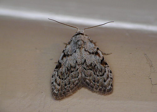 Least Black Arches