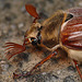 Cockchafer Beetle Face Side