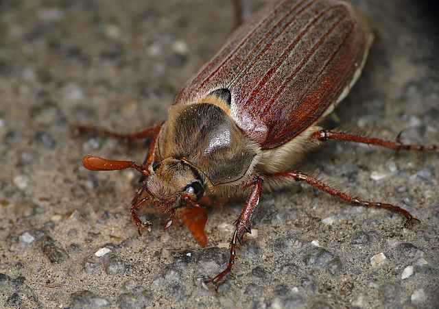 Cockchafer Beetle Face