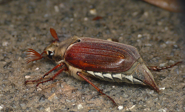 Cockchafer Beetle Side