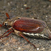 Cockchafer Beetle Side