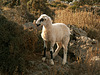 Gramvoussa Lamb