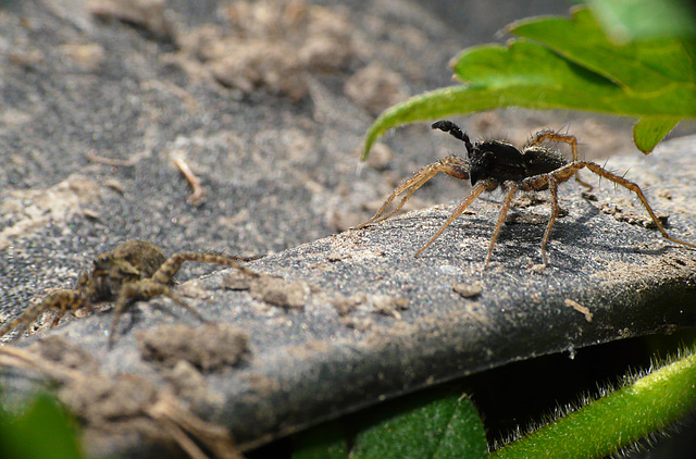 Male Wolf Spider