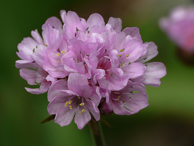 Garden Thrift Armeria maritima