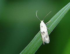 Elachista maculicerusella