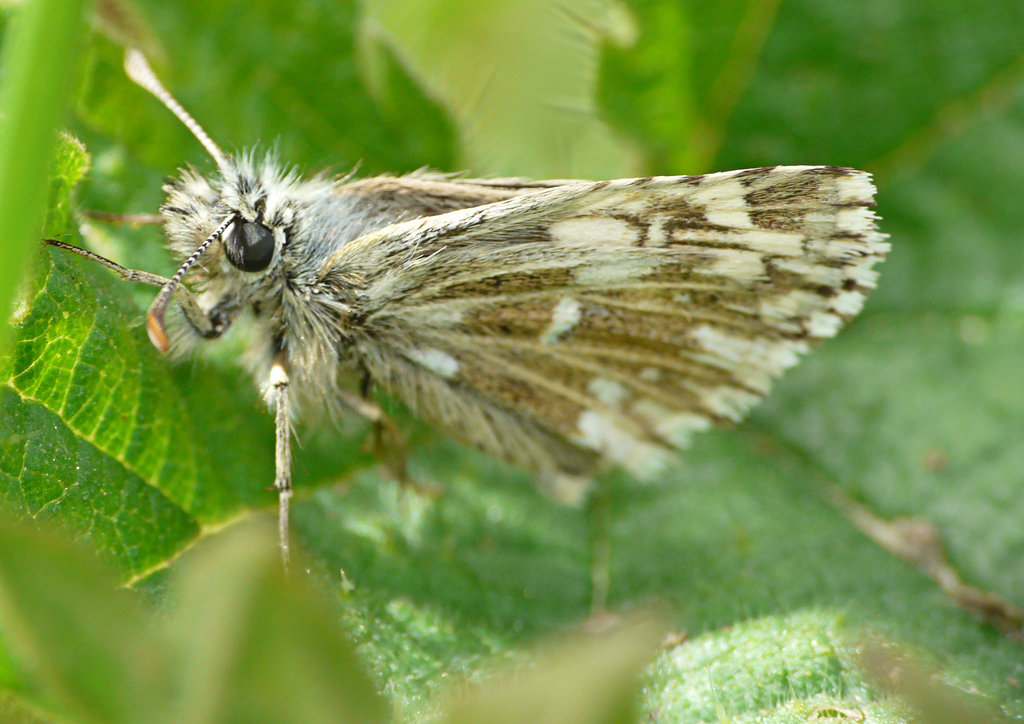 Grizzled Skipper Pyrgus malvae (ab. intermedia)