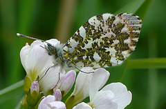 Orange-tip Butterfly Male