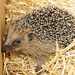 junger Igel