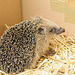 junger Igel