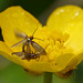 Micropterix calthella Mating Pair