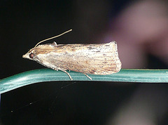 Wax Moth