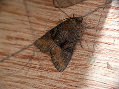 Tawny Marbled or Marbled Minor Moth