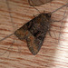 Tawny Marbled or Marbled Minor Moth