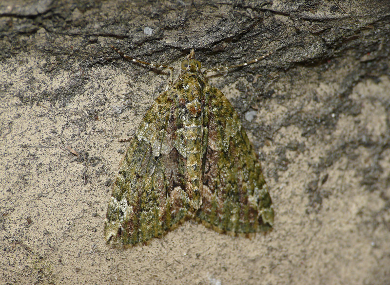 Red-green Carpet