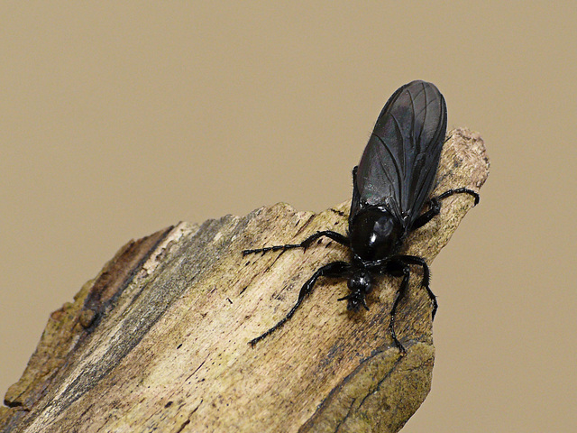 St Mark's Fly -Female