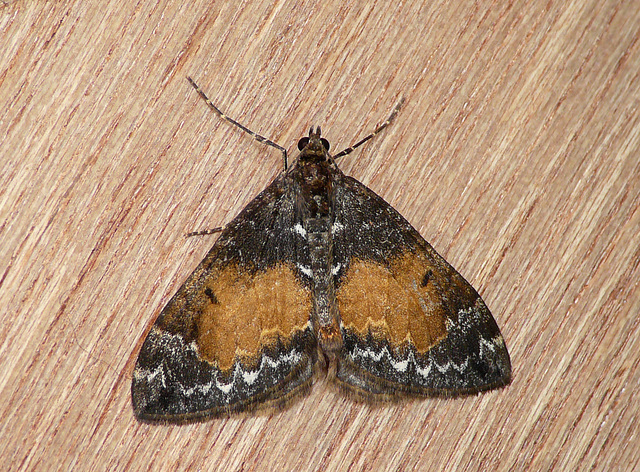 Common Marbled Carpet Moth