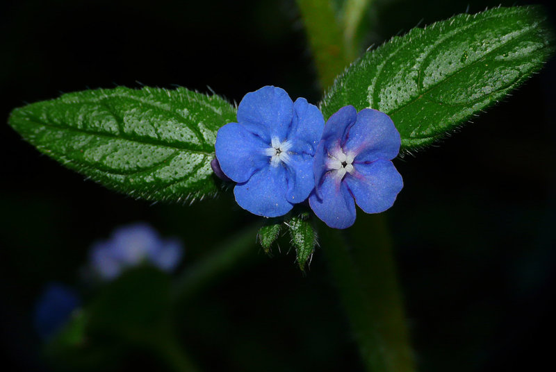 Green Alkanet