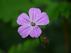 Herb Robert