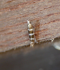 Argyresthia trifasciata Moth