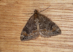 Common Marbled Carpet Moth