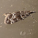 Eudonia mercurella Moth