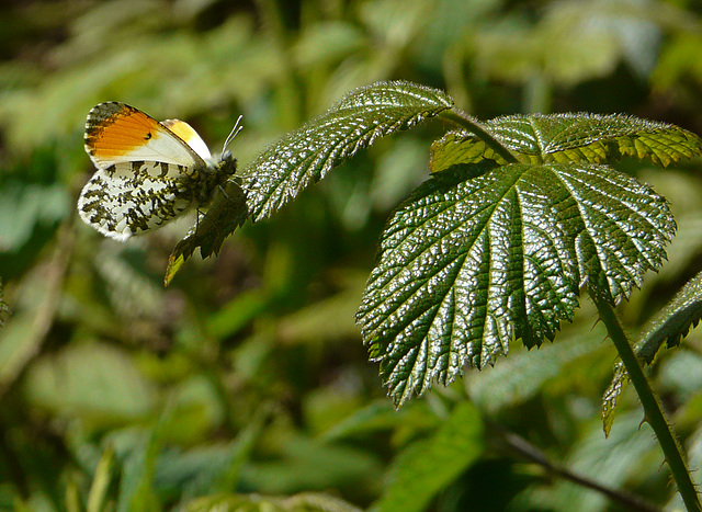 Orange-tip