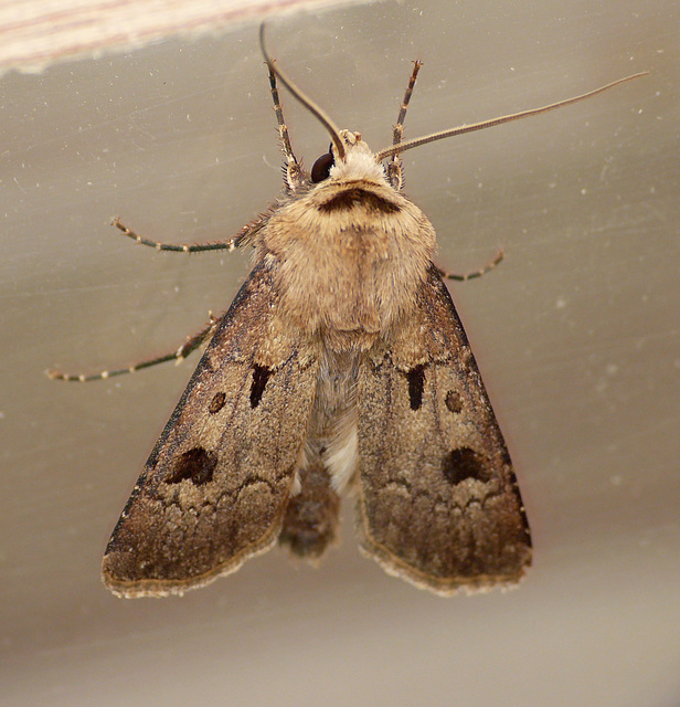 Heart and Dart Moth