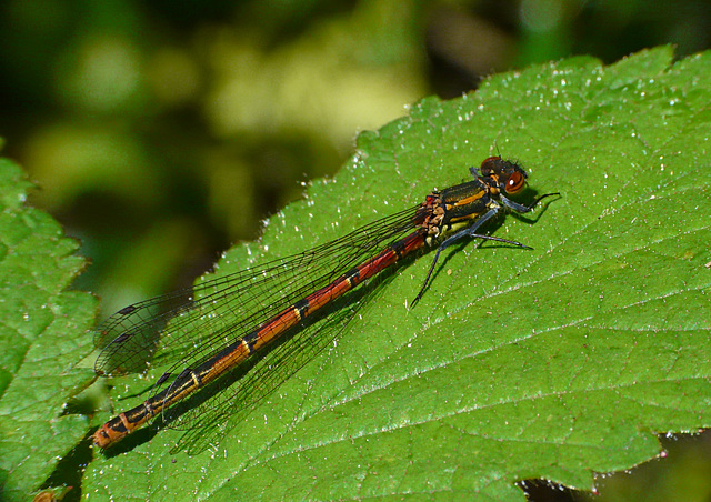 Large Red Damselfly -Male