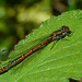 Large Red Damselfly -Male
