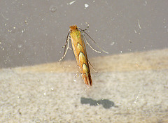 Phyllonorycter messaniella Moth