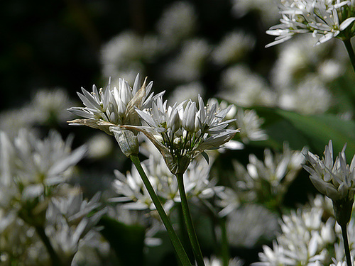 Ramsons