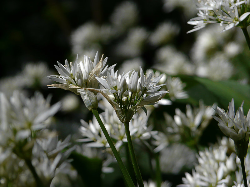 Ramsons