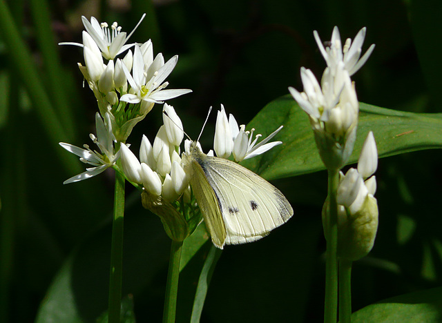 Green-veined Butterfly