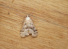 Ringed China-mark Moth