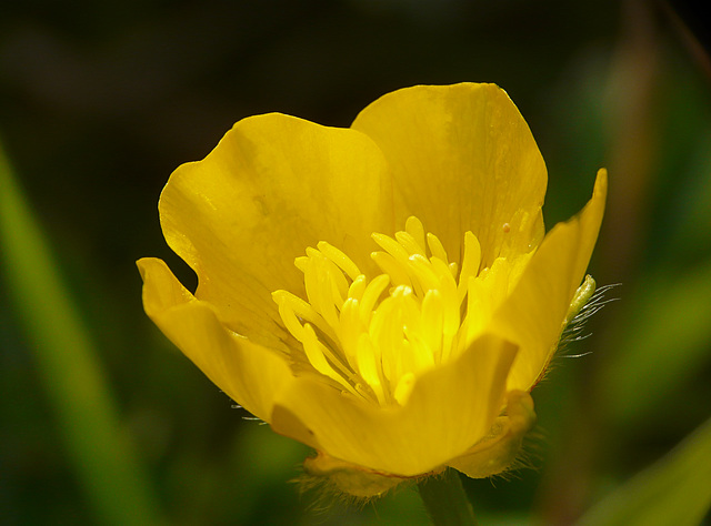 Creeping Buttercup