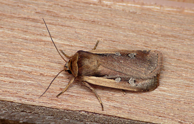 Flame Shoulder Moth