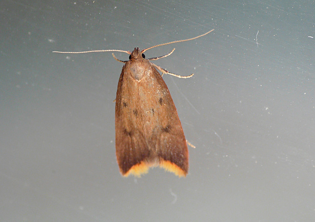 Tachystola acroxantha Moth