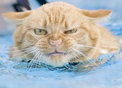 Chat très en colère : n'aime pas l'eau !
