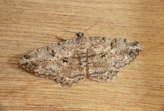 Willow Beauty Moth