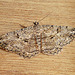 Willow Beauty Moth