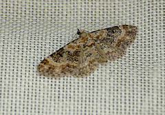 Toadflax Pug Moth