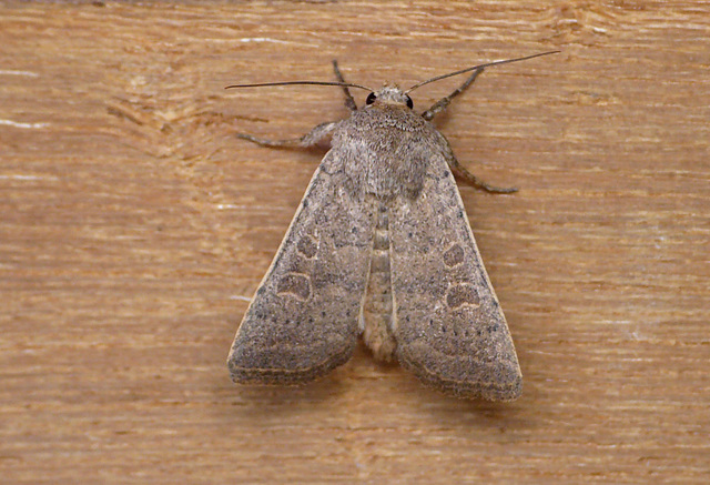 Vine's Rustic Moth