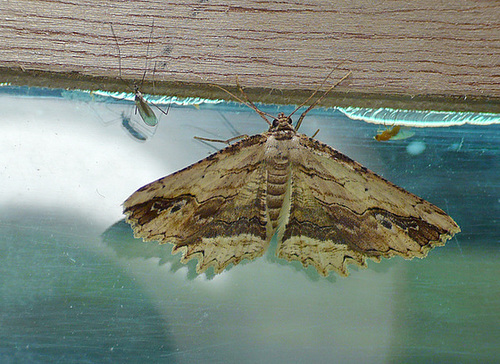 Waved Umber Moth