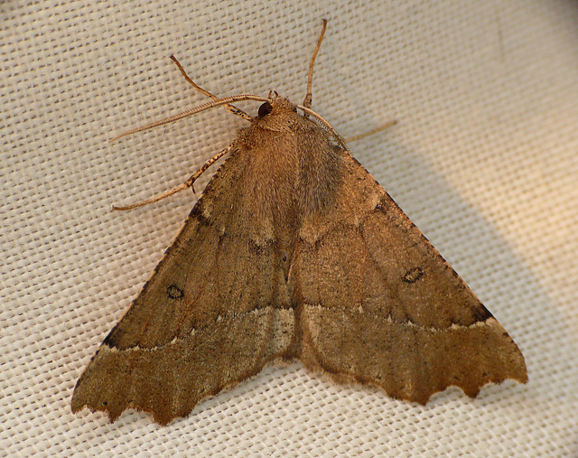 Scalloped Hazel Moth