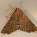 Scalloped Hazel Moth