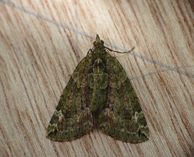 Red-green Carpet Moth