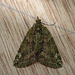 Red-green Carpet Moth