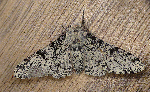 Peppered Moth Male Top